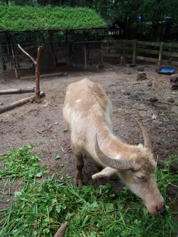 balding buffalo