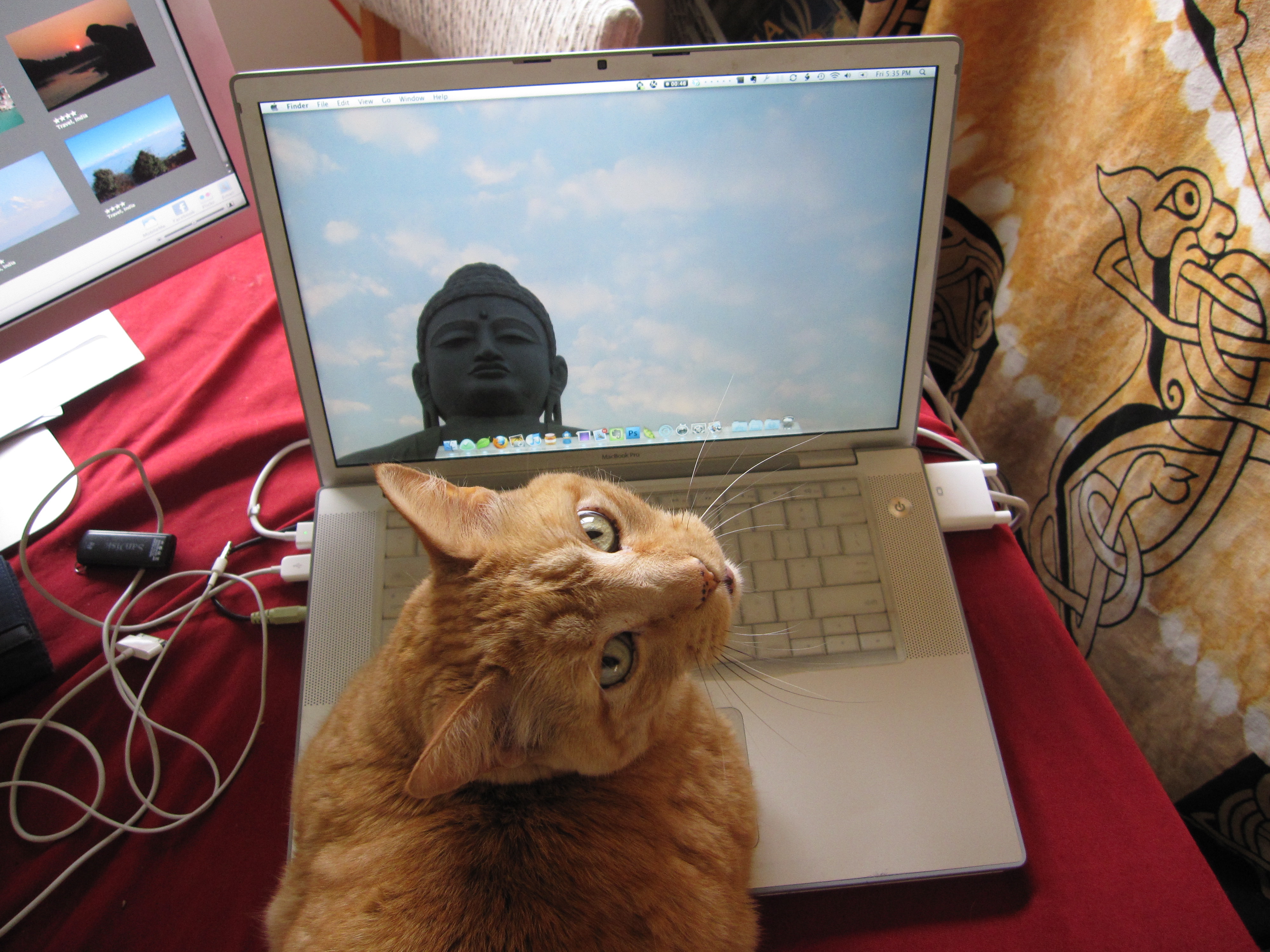 cat computer